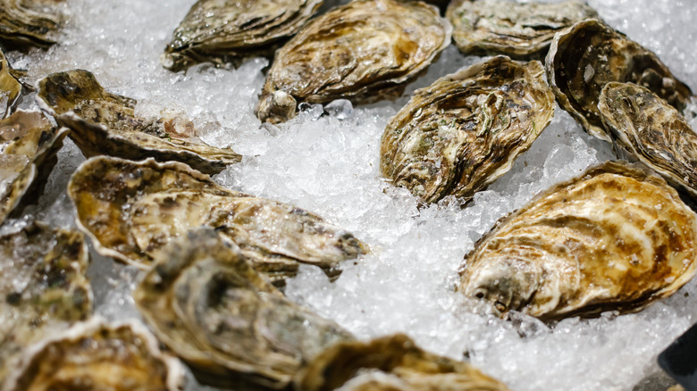 Oysters being held on ice