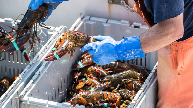 Maine lobsters being sorted