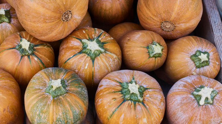 Pile of honeynut squash