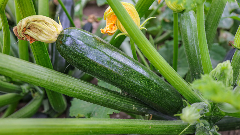 Freshly grown zucchini squash