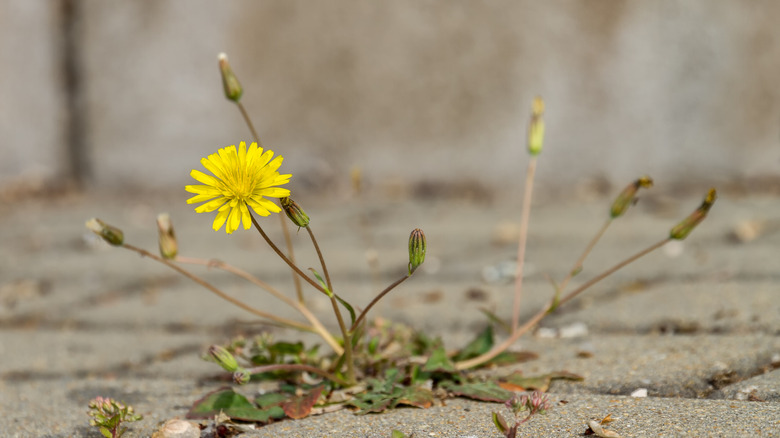 A weed among brick paving