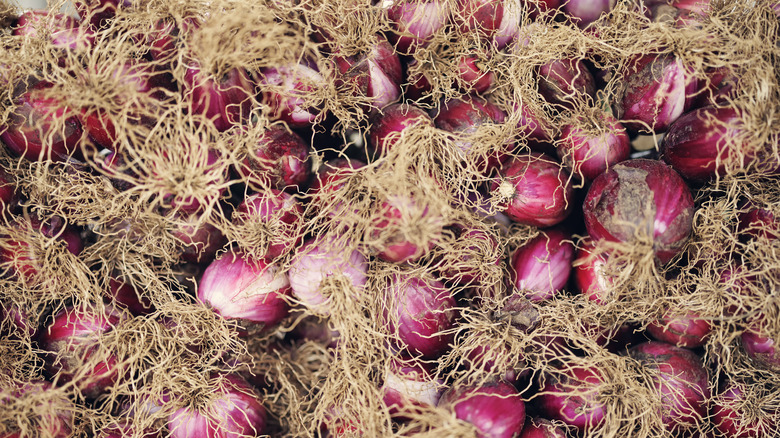 Onions with roots