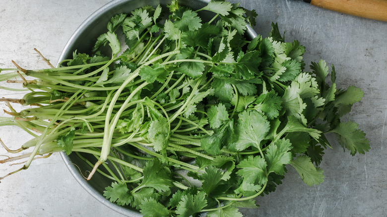 bunch of cilantro