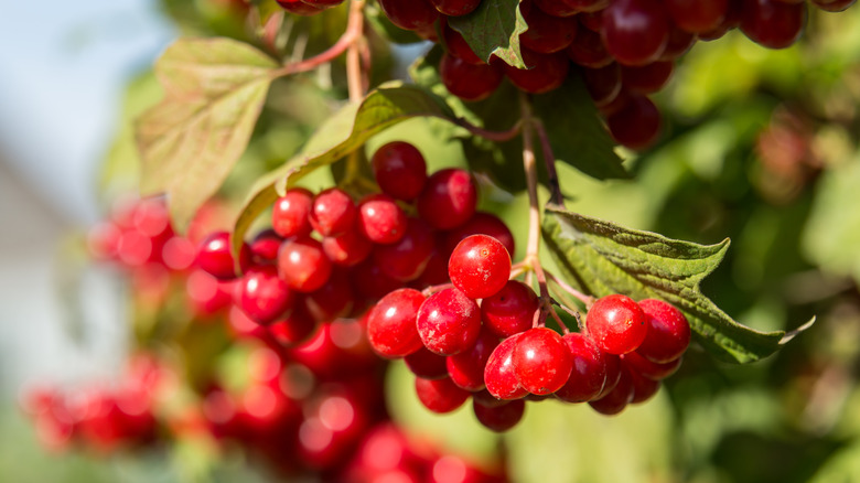 Cranberries on a bush