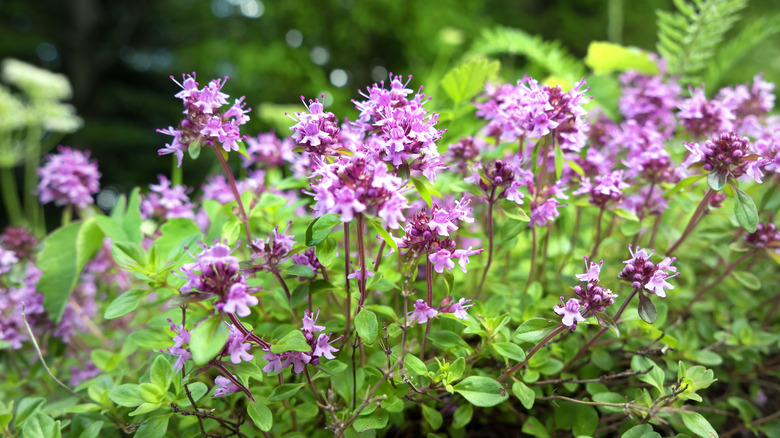 thyme with pink flowers