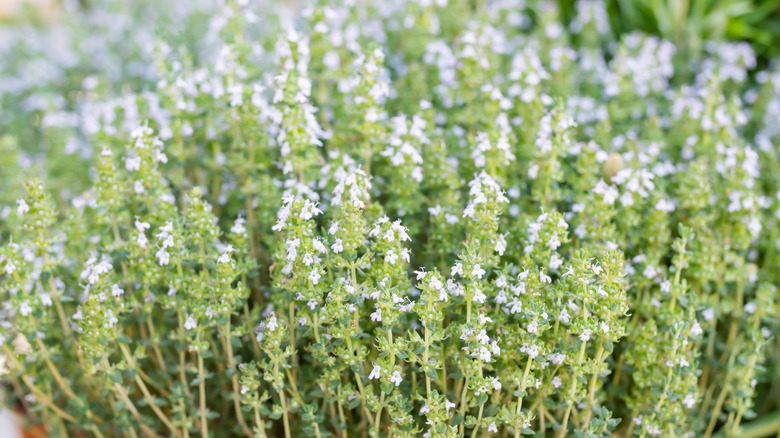 Thyme plants with flowers