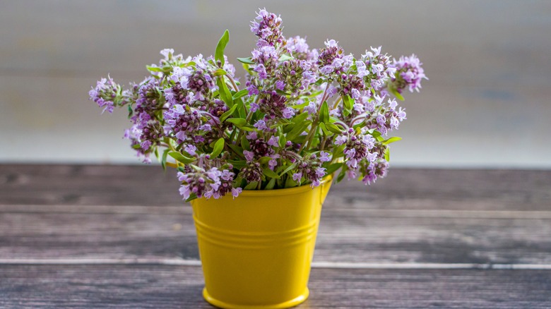 flowering thyme in bucket