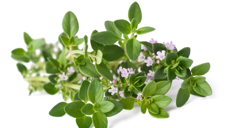 thyme on white background