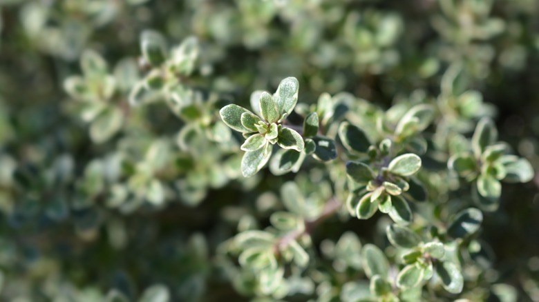 silver queen thyme