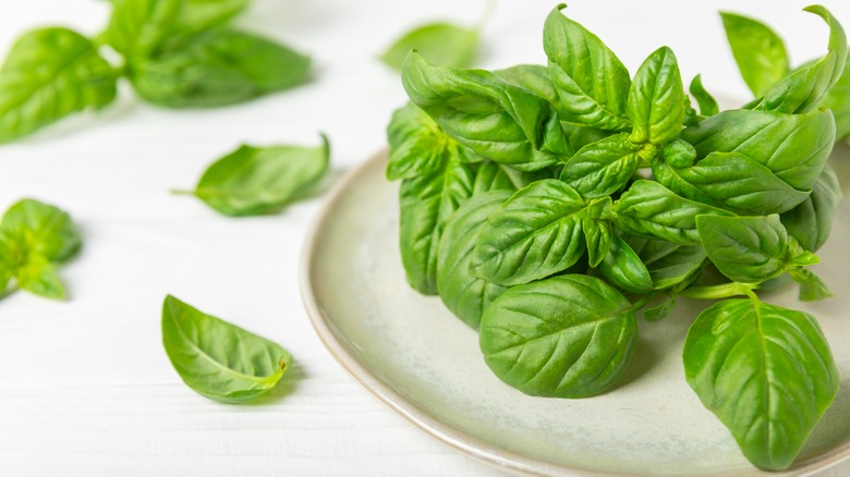 basil leaves on white plate