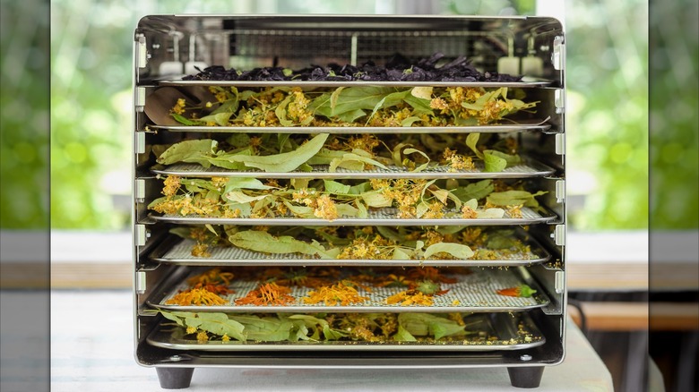 fresh herbs inside of a food dehydrator