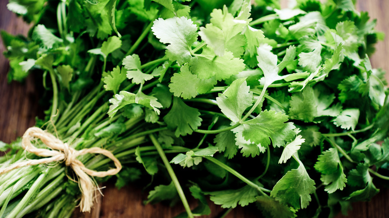 fresh cilantro