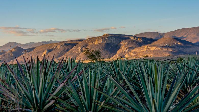 Agave field with hills oaxaca