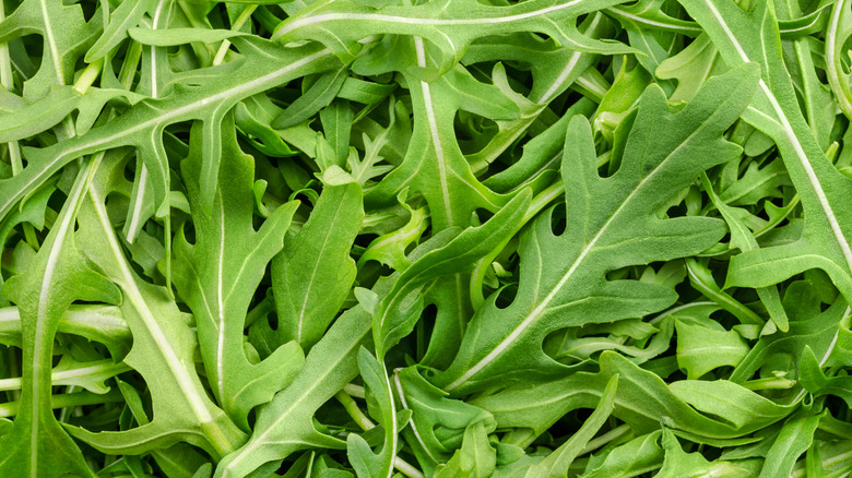 Arugula leaves