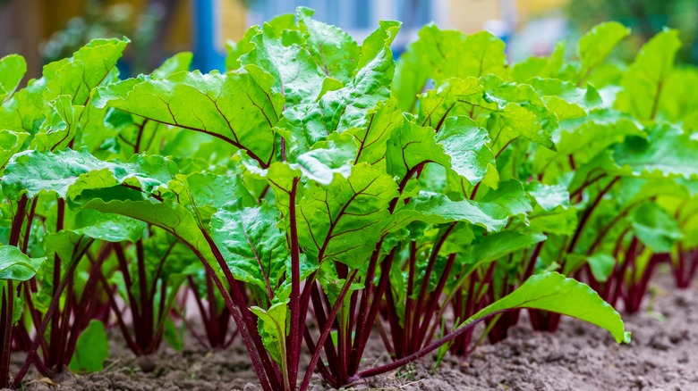 Fresh beet greens in garden