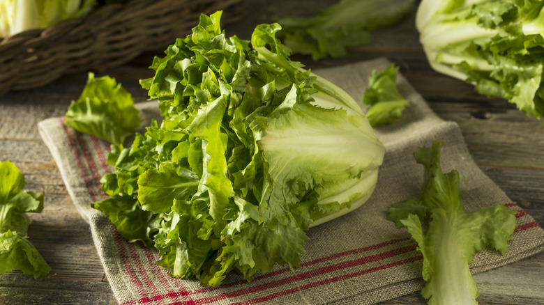 Escarole head on kitchen towel