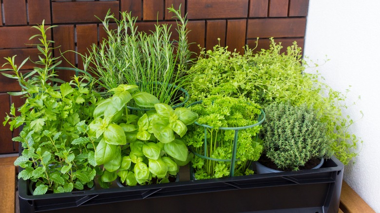 Selection of growing fresh herbs in rectangular planter