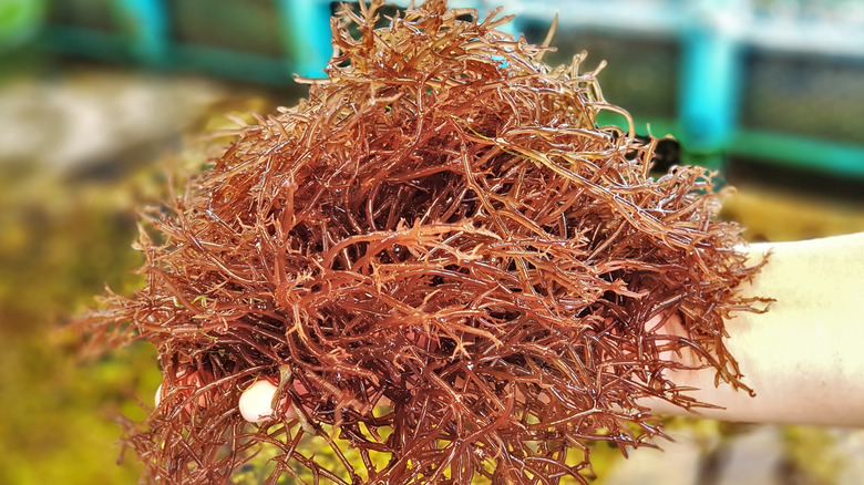 red algae seaweed