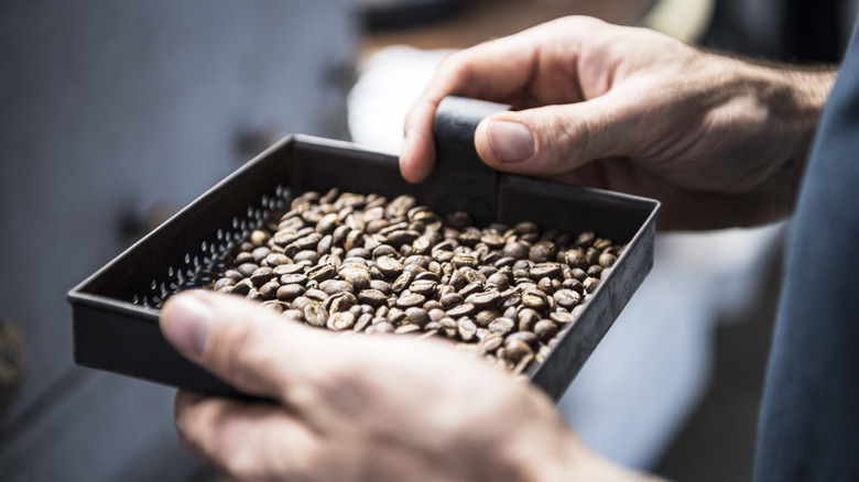 holding fresh coffee beans