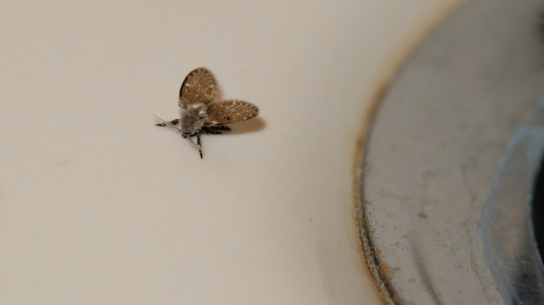 A drain fly in a sink