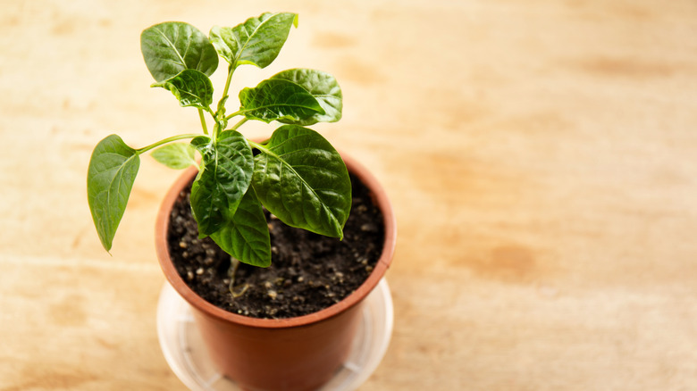 Plant seedling in orange soil-filled pot