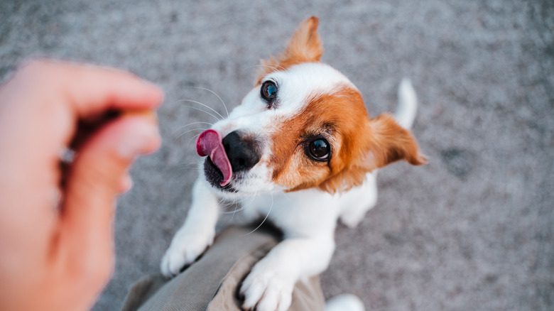 Small dog jumping for treat 