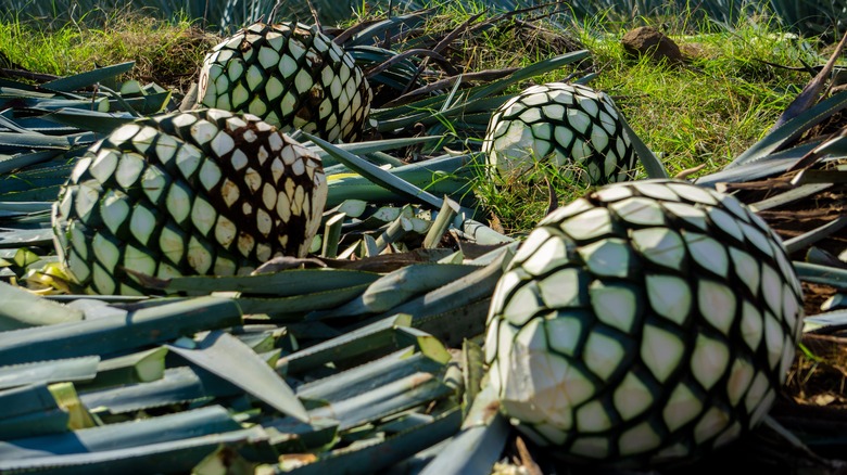 Blue agave piñas