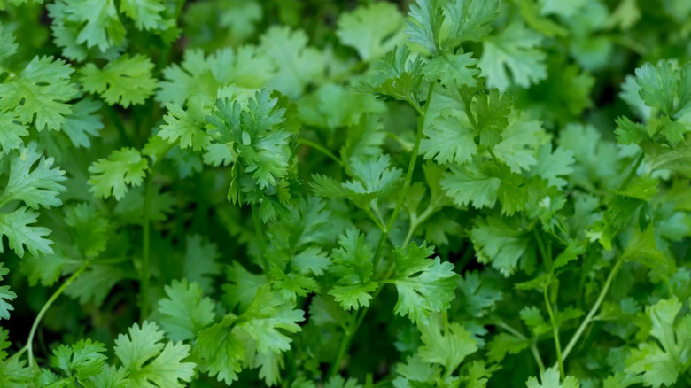Close-up of fresh green cilantro leaves