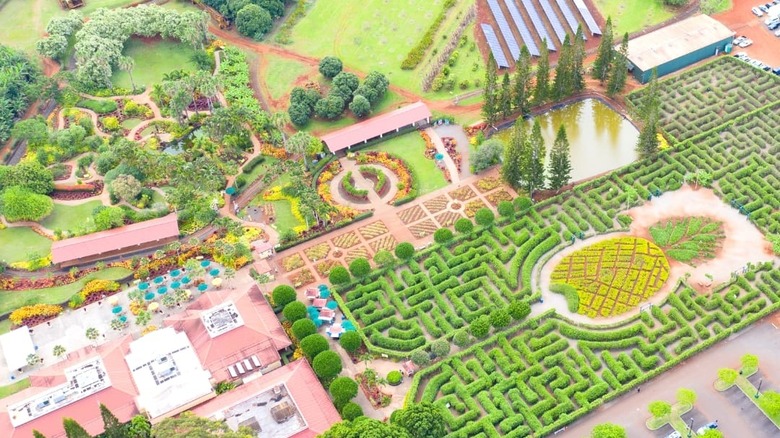 Dole Plantation in Hawaii