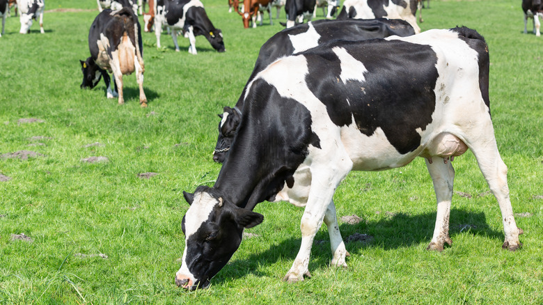 grazing cow in field