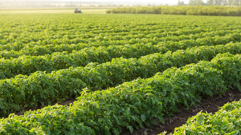 field of tomato plants