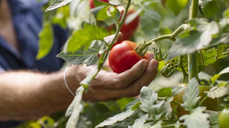 hands picking tomatoes