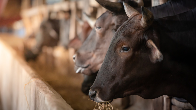 Raising wagyu cows