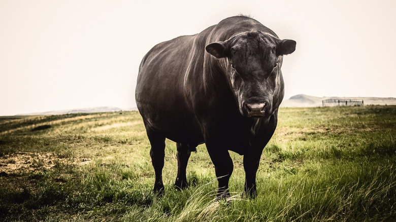 A Black Angus bull