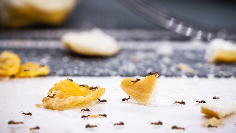 Ants in kitchen with food