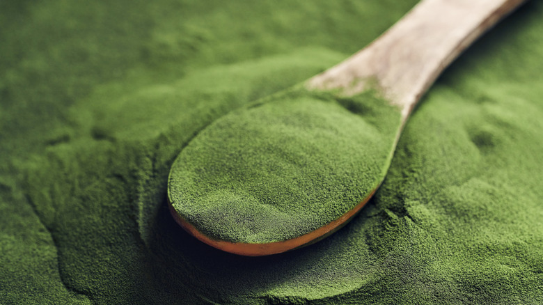 Chlorella powder on wooden spoon