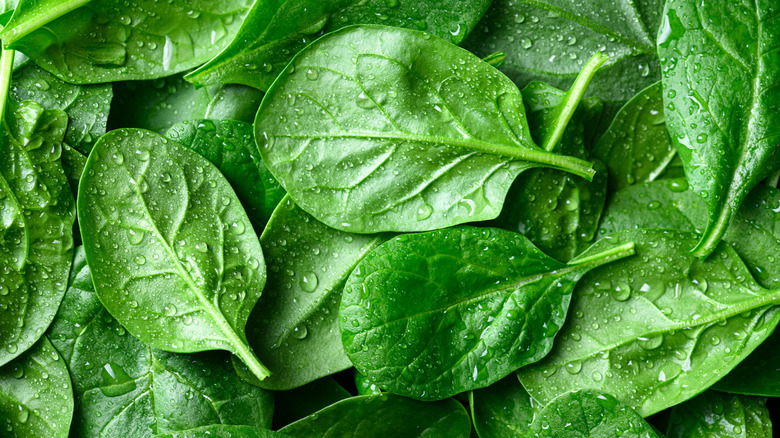 Pile of fresh spinach leaves with water droplets