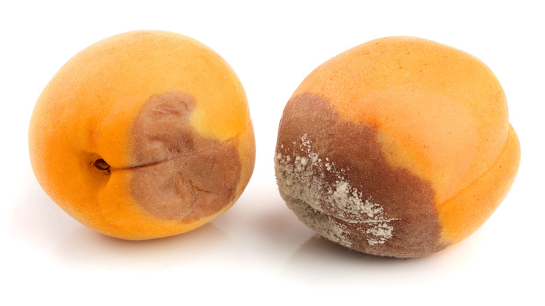 Two moldy peaches