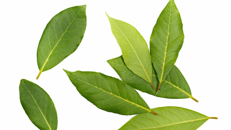 fresh bay leaves on white background