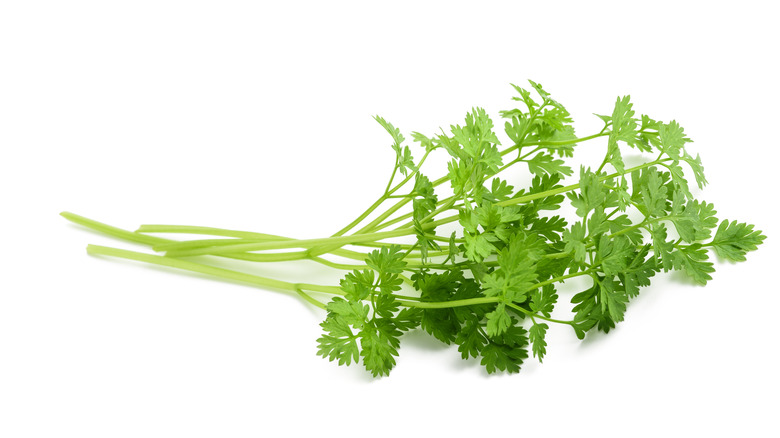 fresh chervil on white background