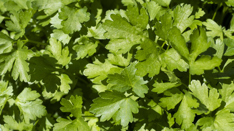 closeup of fresh cilantro leaves