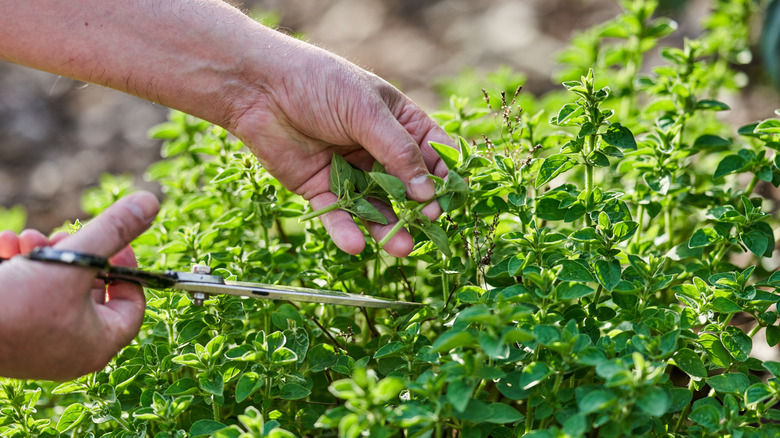 hands cutting oregano from fresh plant with scissors