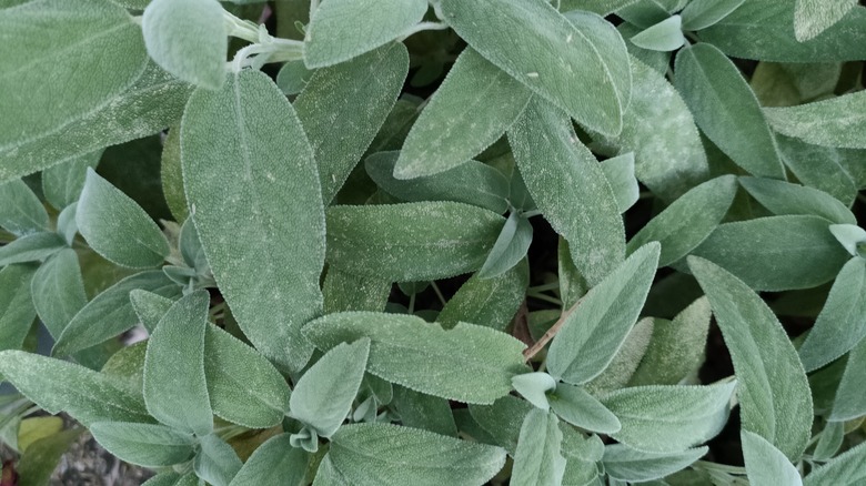 closeup of fresh sage plants