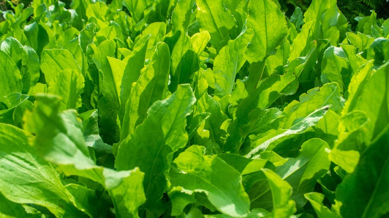 fresh sorrel plants in a garden