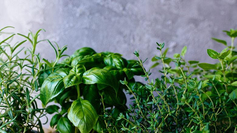 Fresh rosemary, basil, thyme, and oregano