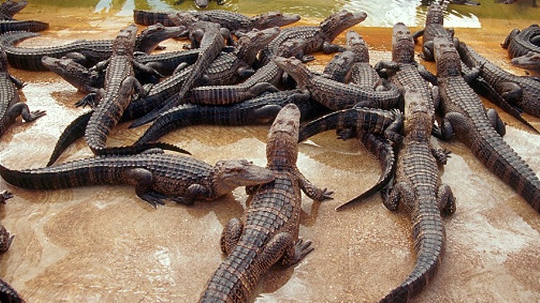 congregation of alligators at farm