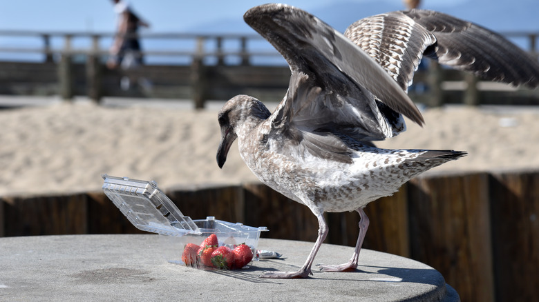 seagull raiding beach picnic