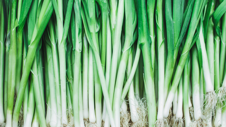 green scallions with roots