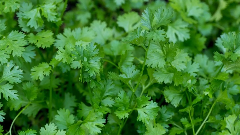 leaves on cilantro plant