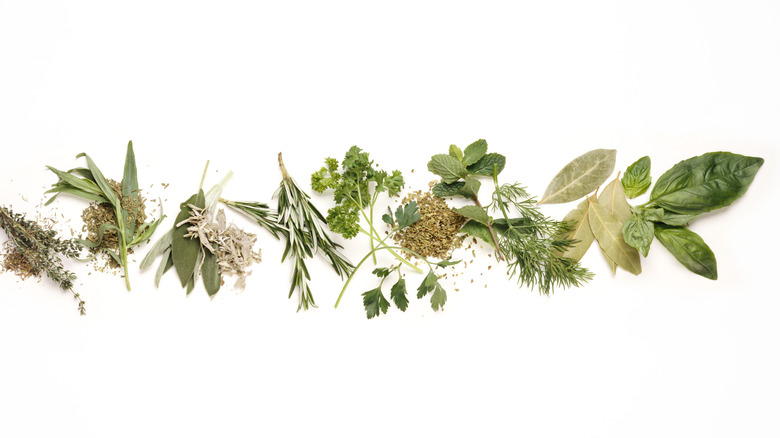 various herbs on white background